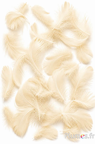 Oca - 4-6 cm - crema